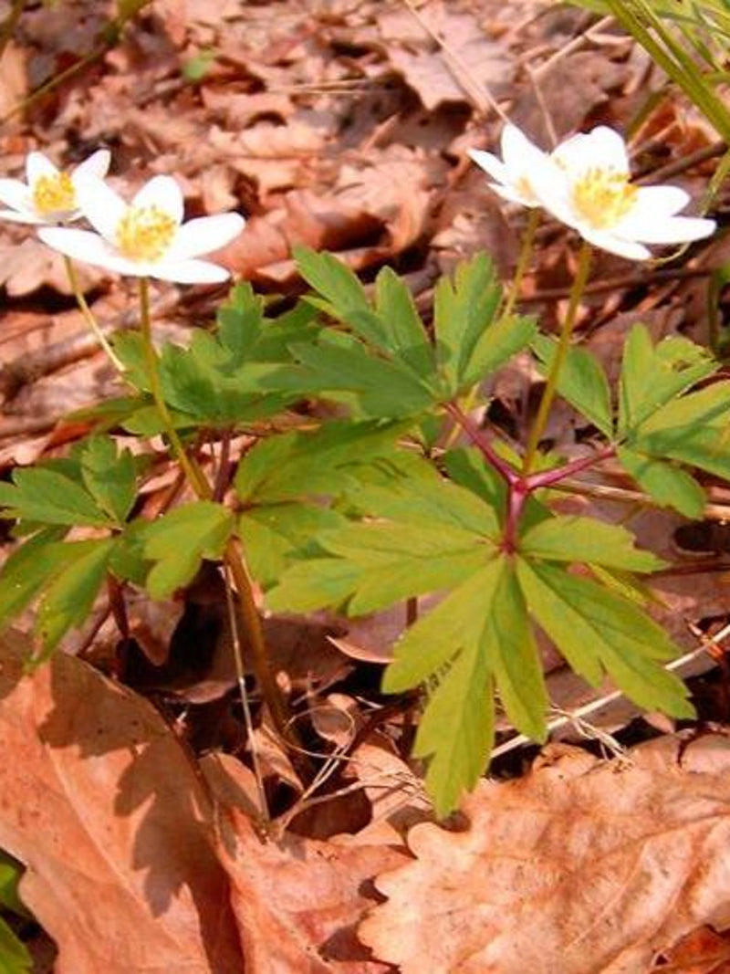 SNOWDROP ANEMONE Sylvestris Wood Woodland Wildflower, 50 Seeds flower spore