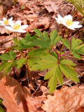 SNOWDROP ANEMONE Sylvestris Wood Woodland Wildflower, 50 Seeds flower spore