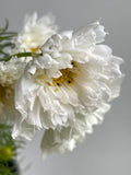 20 seeds Cosmos 'Double Click Snow Puff' Cosmos bipinnatus flower spore