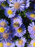 ASTER SKY BLUE Aster azureus, Symphyotrichum oolentangiense, 100 Seeds flower spore
