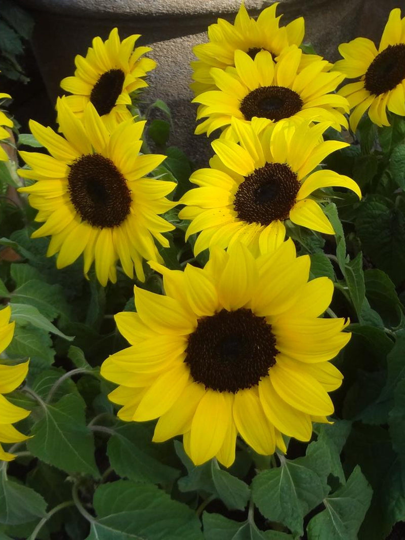 PACINO COLA SUNFLOWER Helianthus Annuus Dwarf Annual Sun Flower, 25 Seeds flower spore
