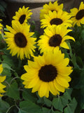 PACINO COLA SUNFLOWER Helianthus Annuus Dwarf Annual Sun Flower, 25 Seeds flower spore