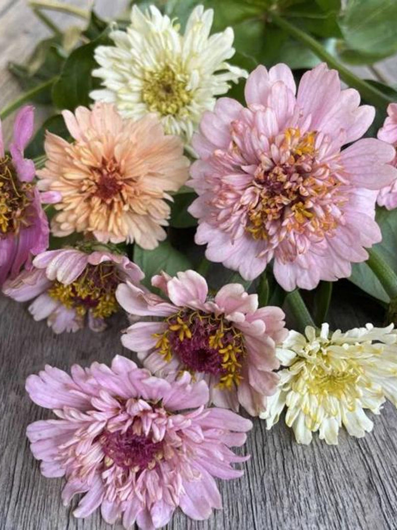 ANNUAL | 'Peaches and Cream'  ZINNIA | 50-60 Seeds | Pastel Shades |  | Peach, Cream, Yellow, and Apricot | Attracts Butterflies, Bees flower seeds