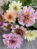 ANNUAL | 'Peaches and Cream'  ZINNIA | 50-60 Seeds | Pastel Shades |  | Peach, Cream, Yellow, and Apricot | Attracts Butterflies, Bees flower seeds
