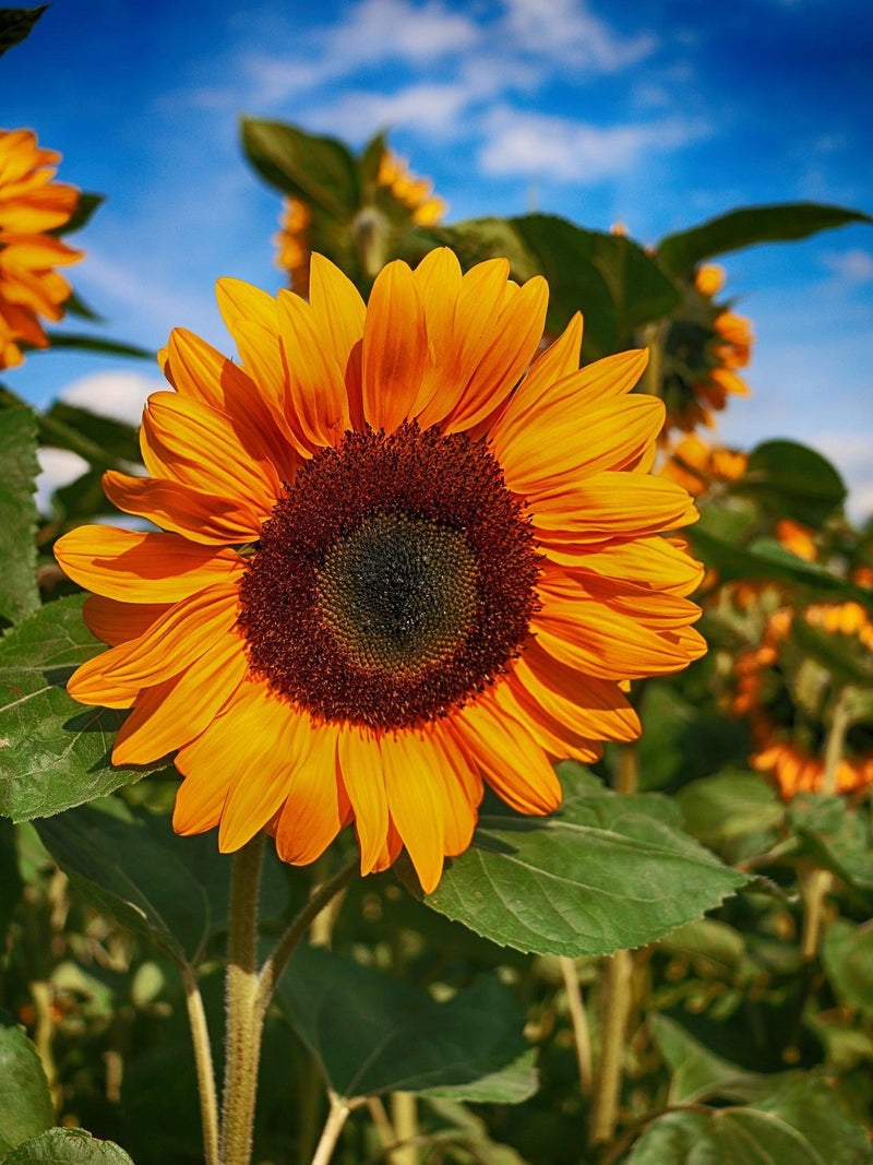 SUNFLOWER 'SORAYA' Helianthus Annuus Branching Cut Flower, 25 Seeds flower spore