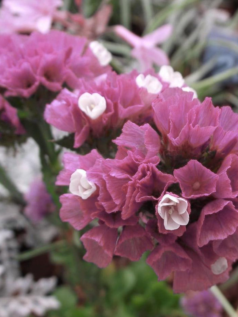 STATICE QIS ROSE Limonium Sinuatum Cut-Flower Dried Arrangement, 25 Seeds flower spore