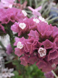 STATICE QIS ROSE Limonium Sinuatum Cut-Flower Dried Arrangement, 25 Seeds flower spore