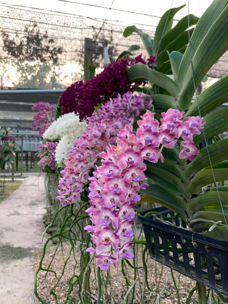 Rhynchostylis Gigantea Orchid Seedling Ð Rare Orchid Hybrid Ð CollectorÕs Item Live Plant FLOWER DELIVERY
