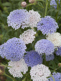 Blue Lace Flower Seeds Mix - Lilac, White & Pink - 30 Seeds flower seeds