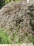 SEA LAVENDER 'Sea Spray' Goniolimon Collinum Cut-Flower Arrangement, 50 Seeds flower spore