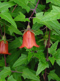 CANARY ISLAND BELLFLOWER Canaria Canariensis Vine Houseplant Tropical, 3 Seeds flower spore