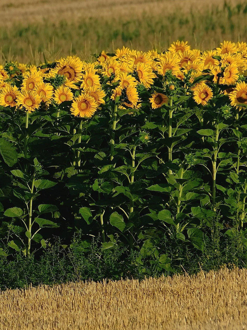 SUNFLOWER GREY STRIPE Huge Flower Heads! Sun Flower Tall, 50 Seeds flower spore