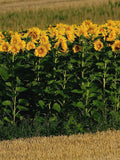 SUNFLOWER GREY STRIPE Huge Flower Heads! Sun Flower Tall, 50 Seeds flower spore
