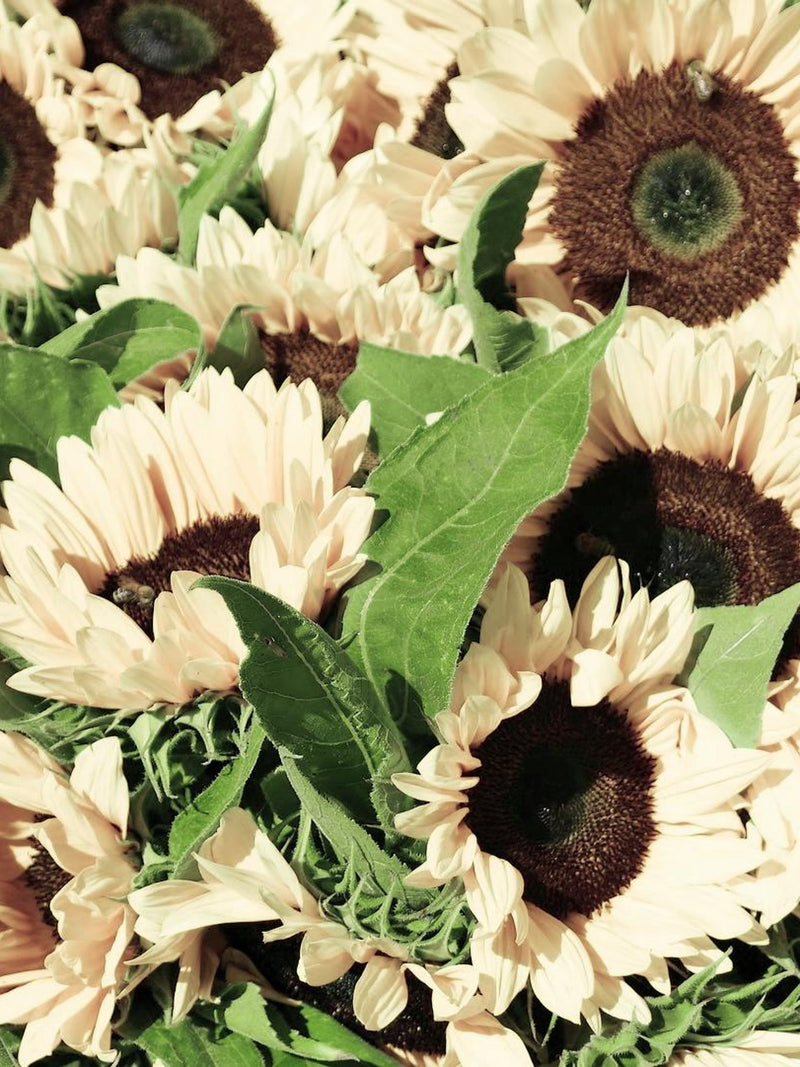 WHITE NITE SUNFLOWER Helianthus Annuus, 25 Seeds flower spore