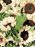 WHITE NITE SUNFLOWER Helianthus Annuus, 25 Seeds flower spore