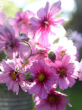 30 Lovely Fizzy Pink Cosmos Seeds  / Cottage Garden / English Garden/  Pleated Petal Cosmos /(GM11) F flower spore