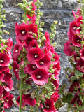 30 HOLLYHOCK Reds and Pinks Mixed seeds---Flower seeds--Plant seeds--Gardening--Seeds--Gift flower seeds