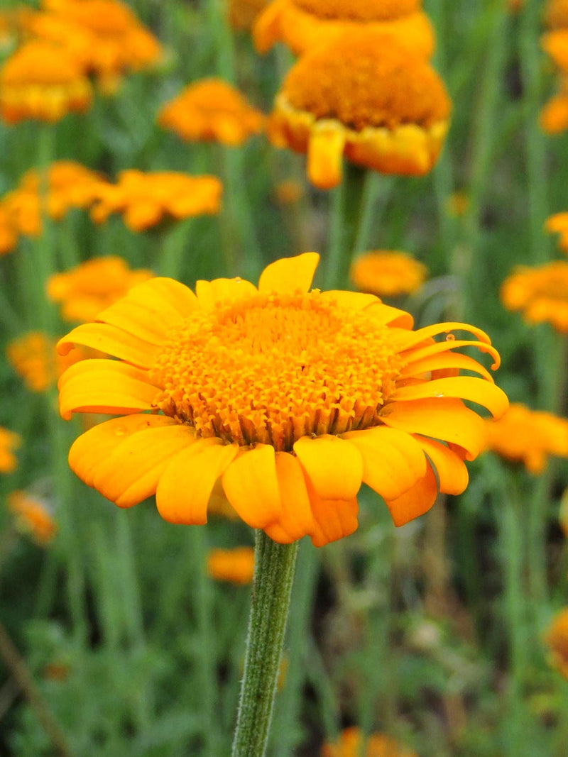 100+ DYER CHAMOMILE FLOWER Seeds - Saint Johns Chamomile / Golden Marguerite / Orange Marguerite /  Create dried vibrant potpourri FLOWER DELIVERY
