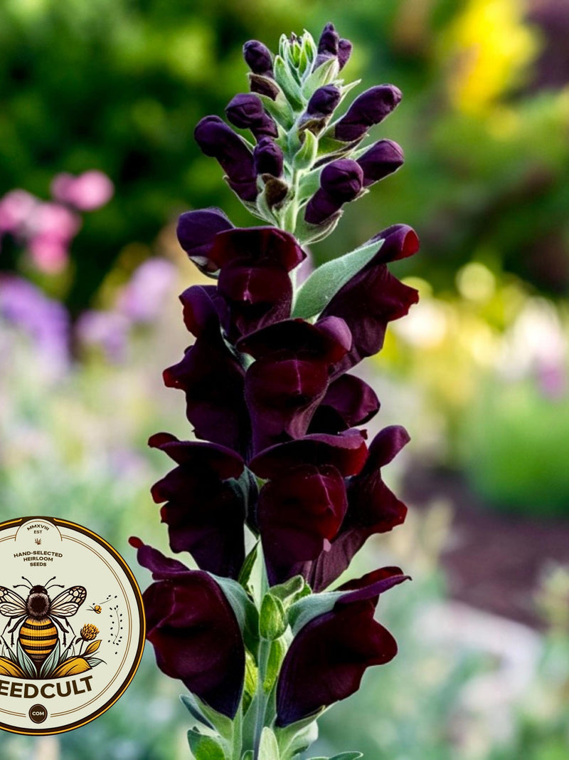 NEW! Black Prince Snapdragon Seeds, Antirrhinum Majus AN5425 flower seeds