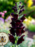 NEW! Black Prince Snapdragon Seeds, Antirrhinum Majus AN5425 flower seeds