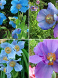 25 rare Himalayan Poppy Blue & Violet mixed seeds---Two-Tone Flower seeds--Plant seeds--Gardening--Seeds--Gift flower seeds