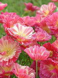 30 California Poppy 'Thai Silk Rose Chiffon' Seeds---Flower seeds--Plant seeds--Gardening--Seeds--Gift FLOWER DELIVERY