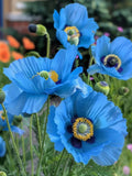 25 rare Himalayan Blue Poppy seeds---Flower seeds--Plant seeds--Gardening--Seeds--Gift seeds bulk