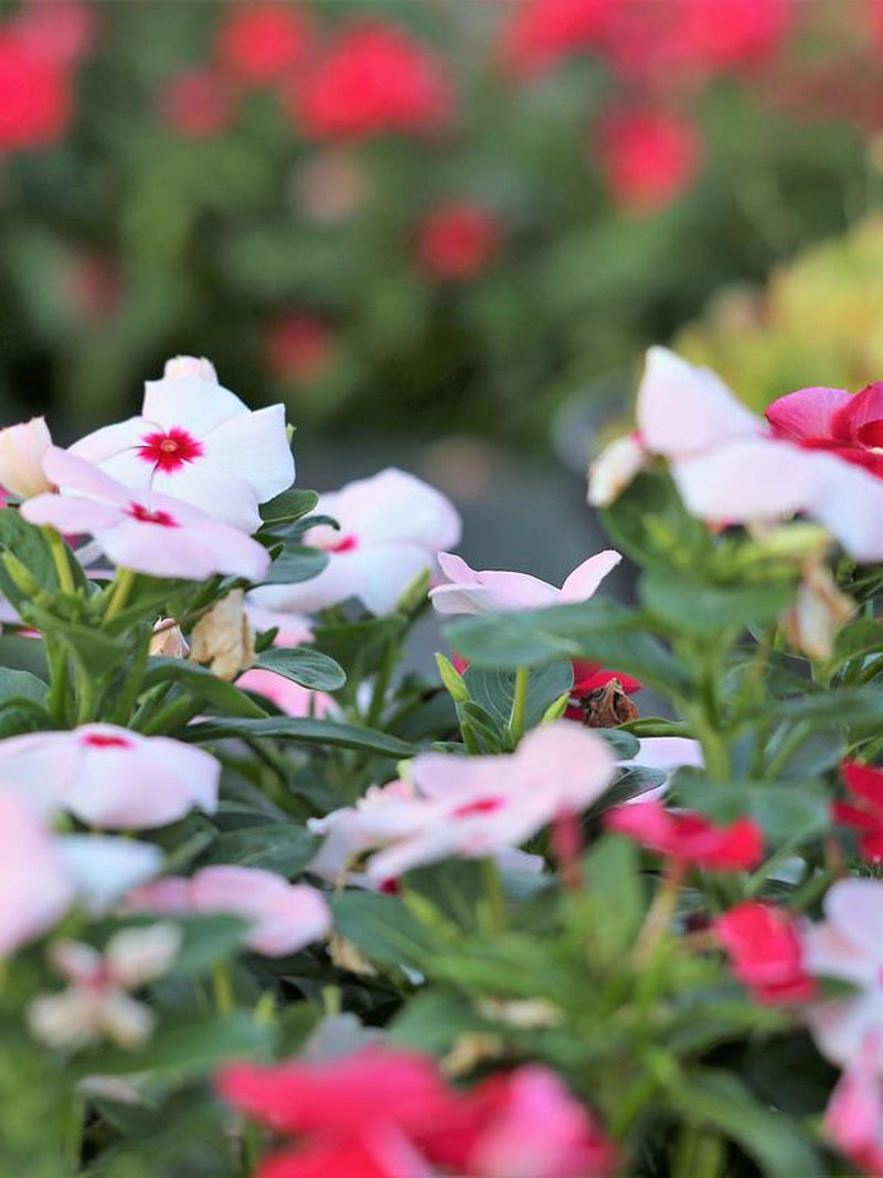 VINCA MIX, 50 seeds seeds bulk
