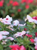 VINCA MIX, 50 seeds seeds bulk