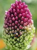 ORNAMENTAL ONION Allium sphaerocephalon, 25 Seeds flower spore