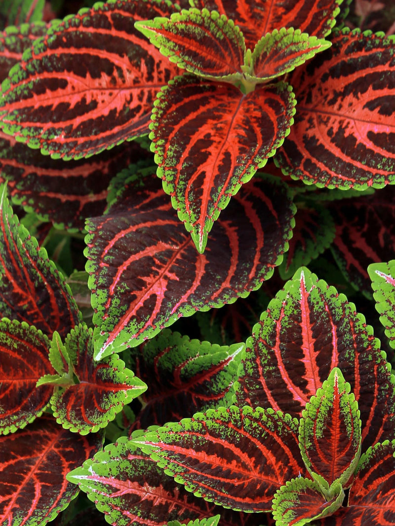 VIBRANT COLEUS MIX Shade Assortment Mixed 20 Seeds seeds bulk