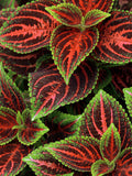VIBRANT COLEUS MIX Shade Assortment Mixed 20 Seeds seeds bulk