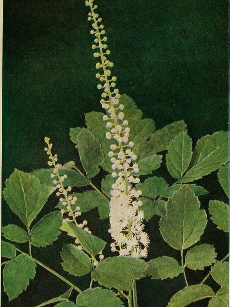 SNAKEROOT BUGBANE Cimicifuga racemosa var. cordifolia, 50 Seeds flower spore