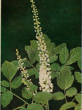 SNAKEROOT BUGBANE Cimicifuga racemosa var. cordifolia, 50 Seeds flower spore