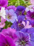 20 Best Geranium Hardy Mixed collection seeds---Flower seeds--Plant seeds--Gardening--Seeds--Gift flower seeds