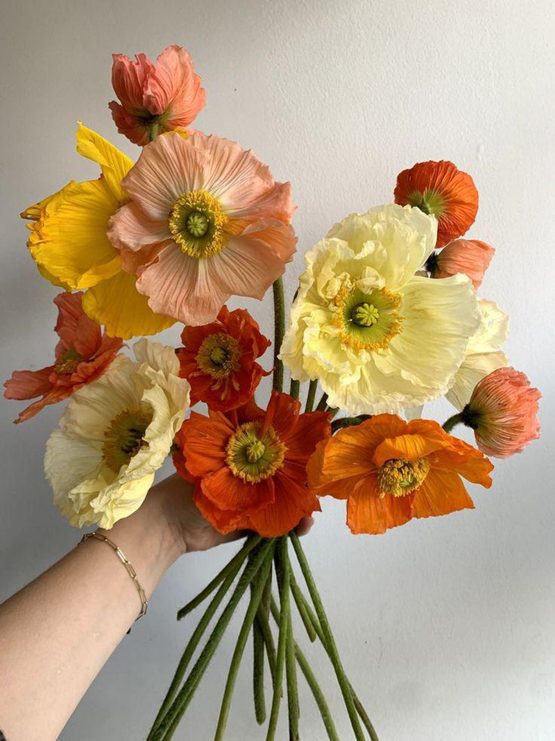 50+ Large cup shaped mix Iceland Poppies Seed Early spring seeds bulk