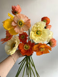 50+ Large cup shaped mix Iceland Poppies Seed Early spring seeds bulk