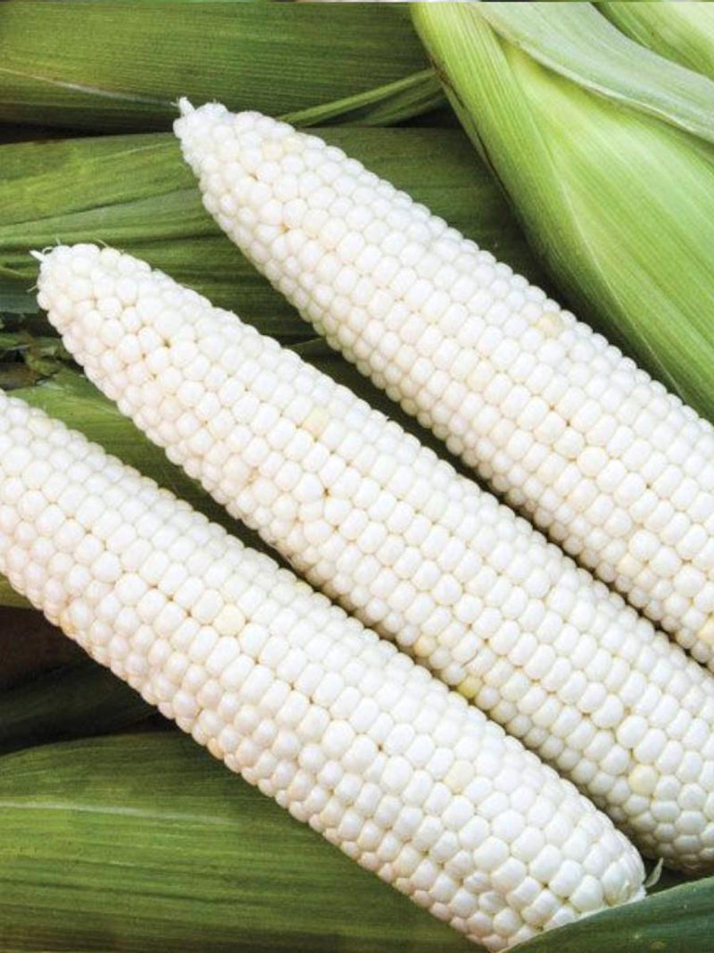 15 Seeds White Corn NON GMO seeds bulk