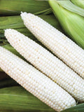15 Seeds White Corn NON GMO seeds bulk