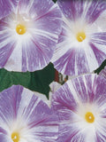 Flying Saucer Morning Glory Seed Bundle, Flower, Garden flower spore