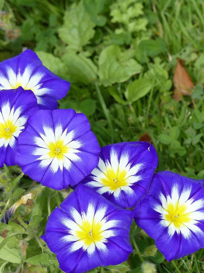Ultimate Morning Glory Bundle Pack, Flower, Garden FLOWER DELIVERY