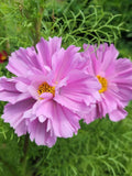 Fizzy Pink Cosmos Flower Seeds Ð Cosmos bipinnatus | Ruffled Pink Cosmos | Cottage Garden | Pollinator-Friendly | 30+ Seeds flower spore