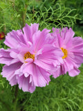 Fizzy Pink Cosmos Flower Seeds Ð Cosmos bipinnatus | Ruffled Pink Cosmos | Cottage Garden | Pollinator-Friendly | 30+ Seeds flower seeds