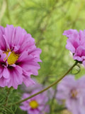 Fizzy Pink Cosmos Flower Seeds Ð Cosmos bipinnatus | Ruffled Pink Blooms with Dark Centres | Pollinator-Friendly | 30+ Seeds flower spore
