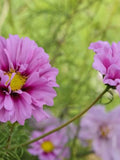 Fizzy Pink Cosmos Flower Seeds Ð Cosmos bipinnatus | Ruffled Pink Blooms with Dark Centres | Pollinator-Friendly | 30+ Seeds flower seeds