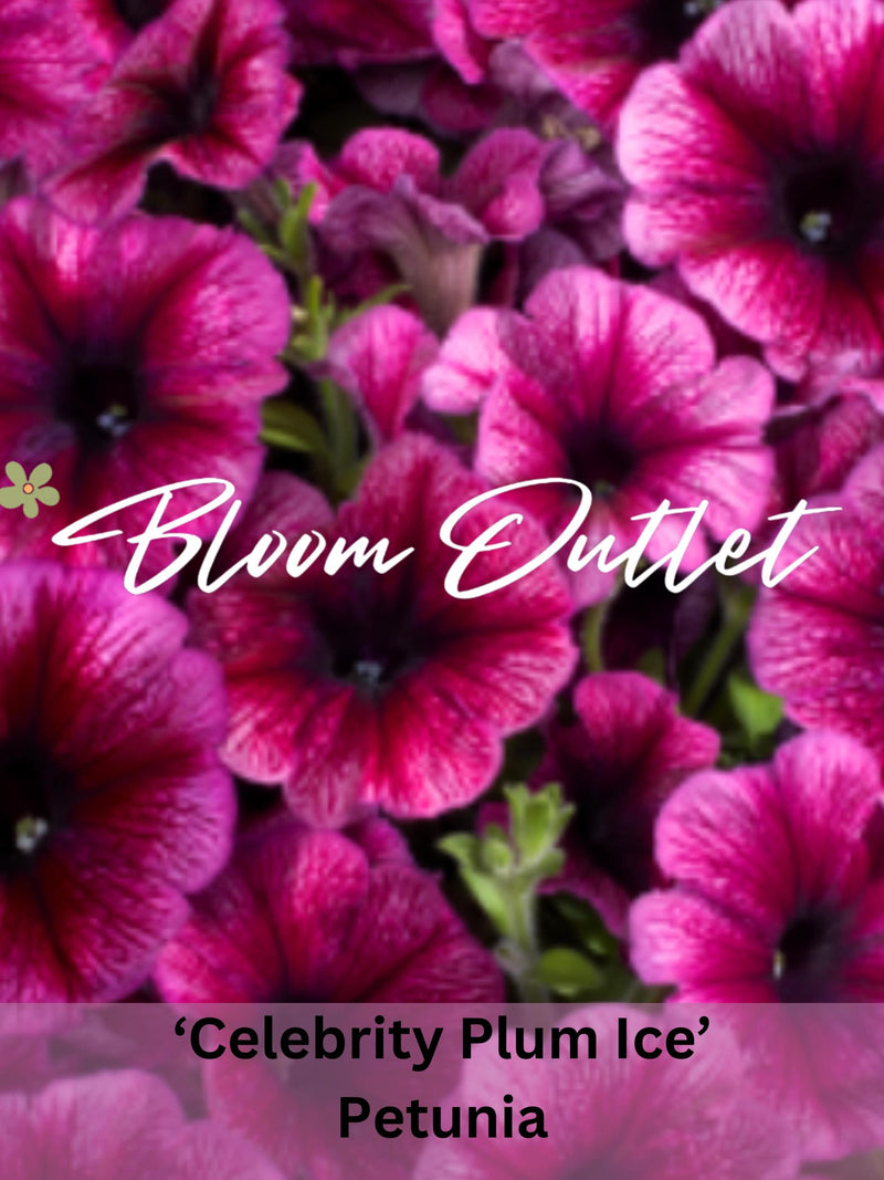 50 Petunia Seeds Celebrity Plum Ice Flower Garden Planting Seeds Extremely Rain Tolerant Petuniensamen FLOWER DELIVERY