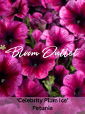 50 Petunia Seeds Celebrity Plum Ice Flower Garden Planting Seeds Extremely Rain Tolerant Petuniensamen FLOWER DELIVERY
