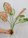 Artificial Caladium Plant with Roots, Faux Tropical Leaves Greenery, Home Garden Decor, Real Touch Fake Houseplant, Home Floral Arrangement faux plants