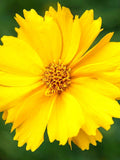 100+ COREOPSIS WILDFLOWER SEEDS - Laceleaf Coreopsis / Tickseed / Calliopsis / Lance Leaved Perennial Flower attracts Songbirds Butterflies flower seeds