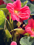 10+ PINK NASTERIUM SEEDS -  Cherry Rose Jewel Nasterium Flowers / Whirlybird Nasterium Flower / Tropaeolum majus / Trap Crop in Garden flower seeds